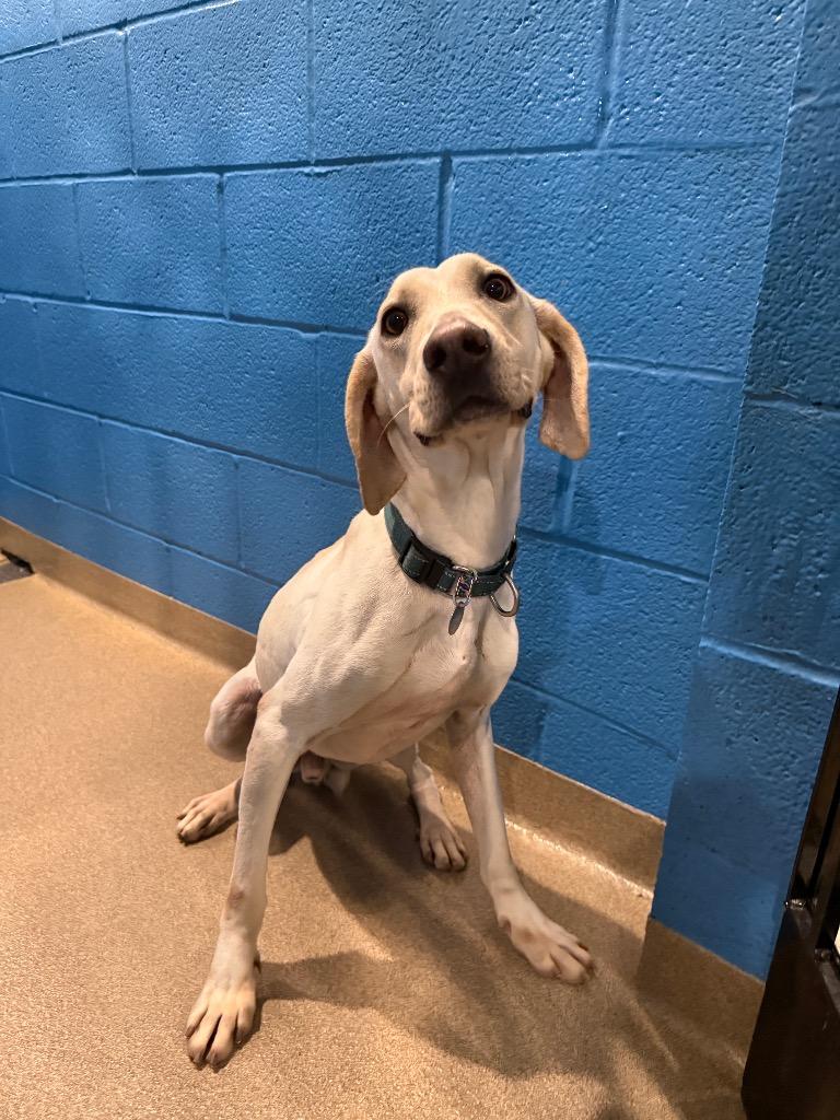 Clark, a Adoptable mixed breed in North Syracuse, NY image 2/6
