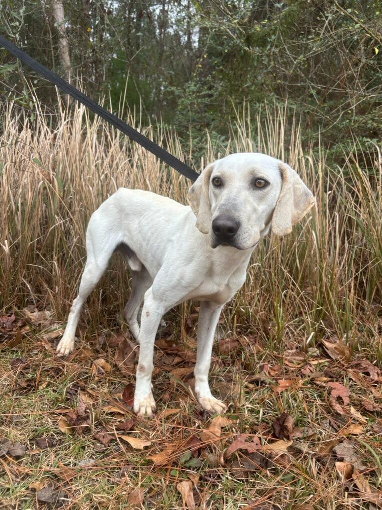 Enlarge Clark, a Adoptable mixed breed in North Syracuse, NY image 3/5