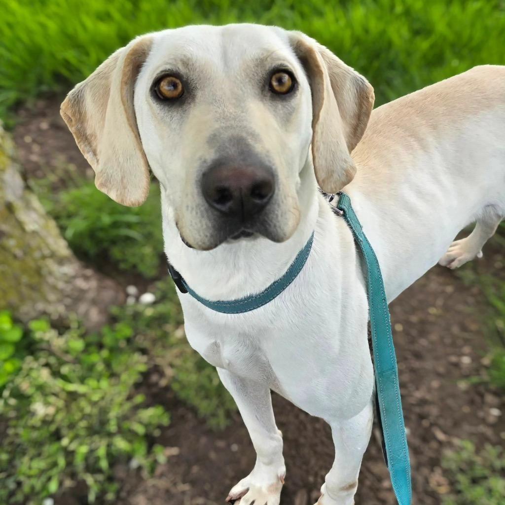 Clark, a Adoptable mixed breed in North Syracuse, NY image 4/6