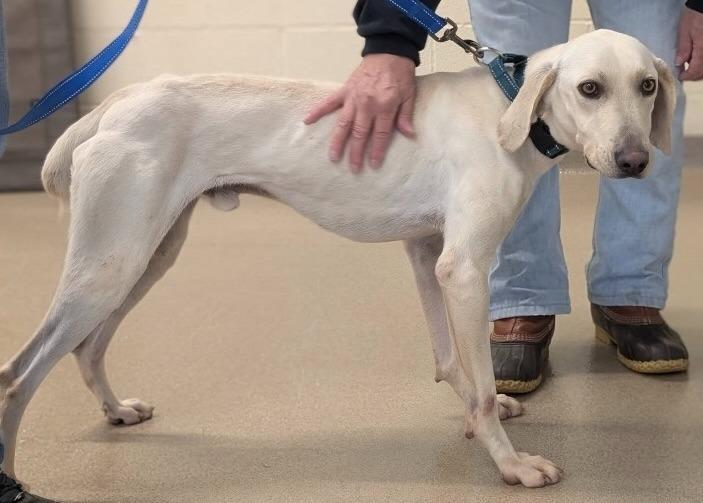 Enlarge Clark, a Adoptable mixed breed in North Syracuse, NY image 4/5