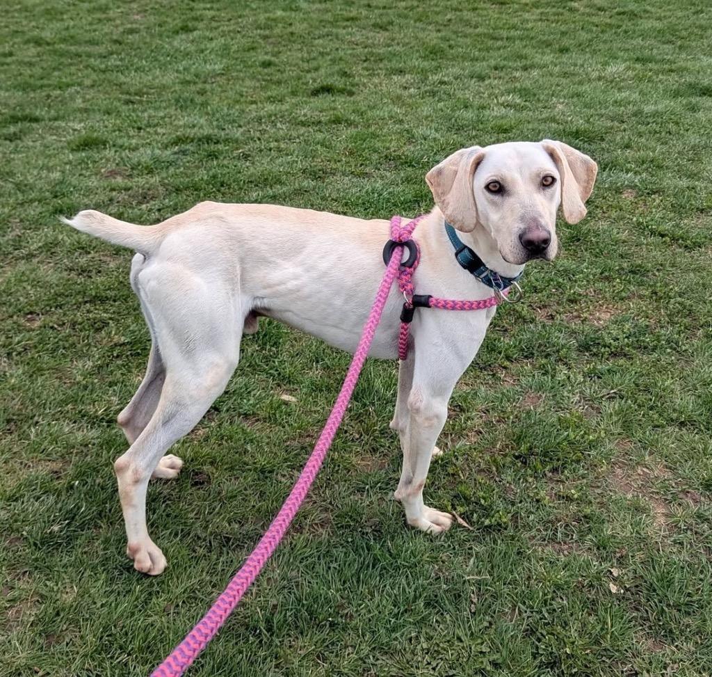 Enlarge Clark, a Adoptable mixed breed in North Syracuse, NY image 5/6