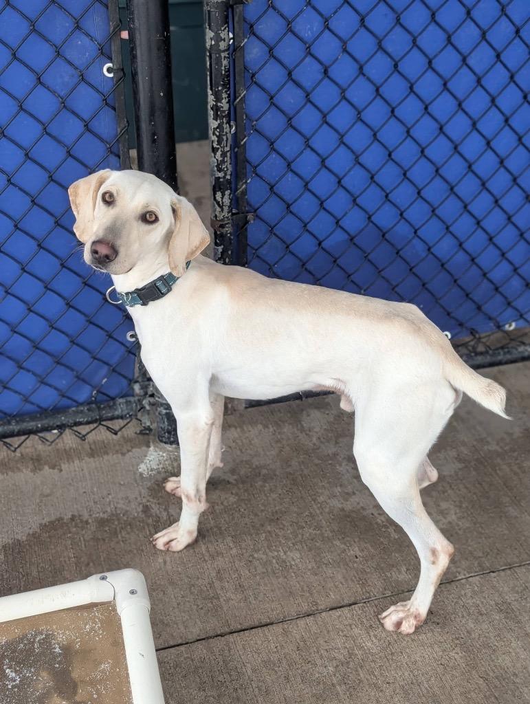 Enlarge Clark, a Adoptable mixed breed in North Syracuse, NY image 5/5
