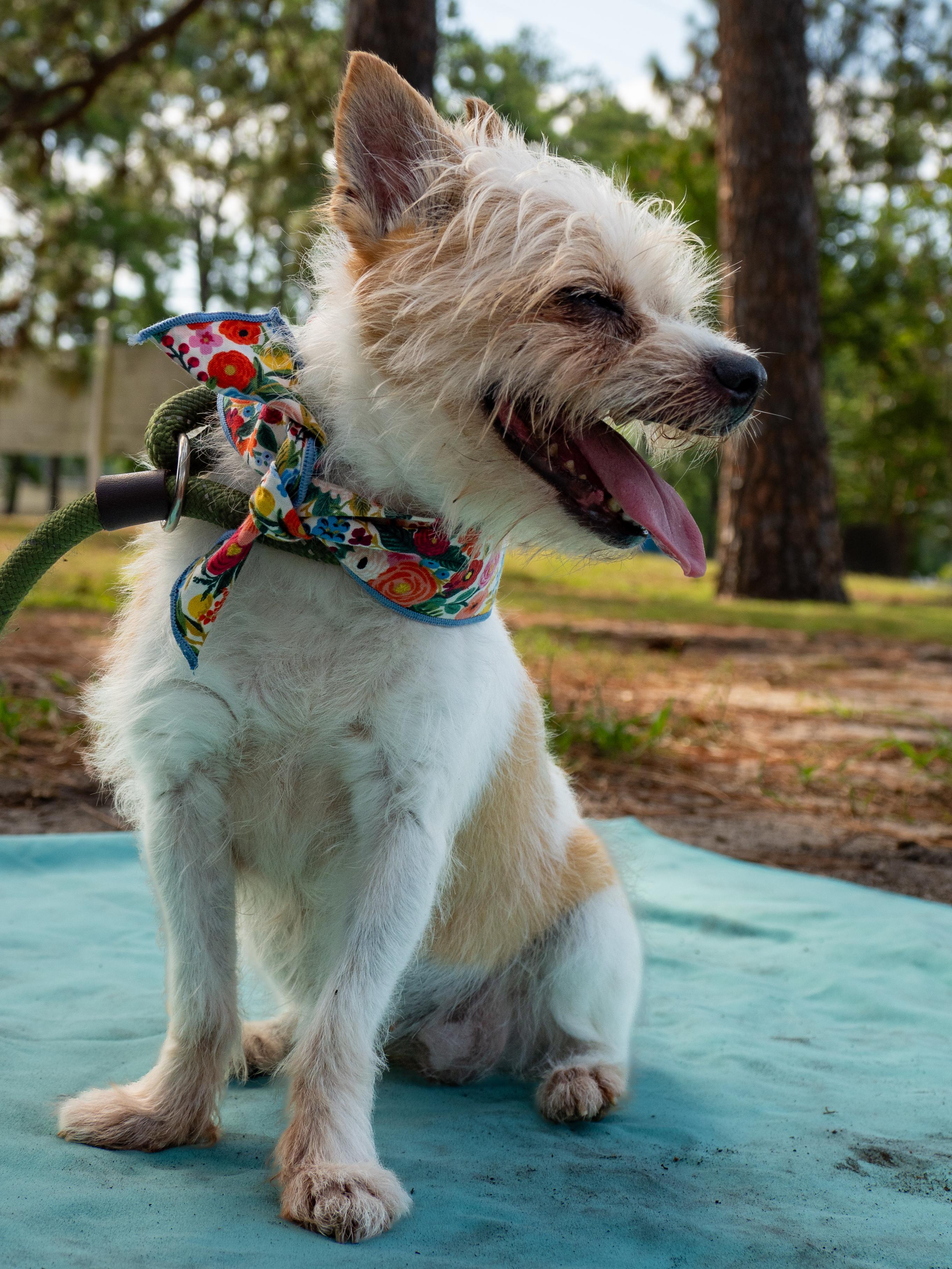 Peaches, an adopted Mixed Breed in Myrtle Beach, SC image 3/3