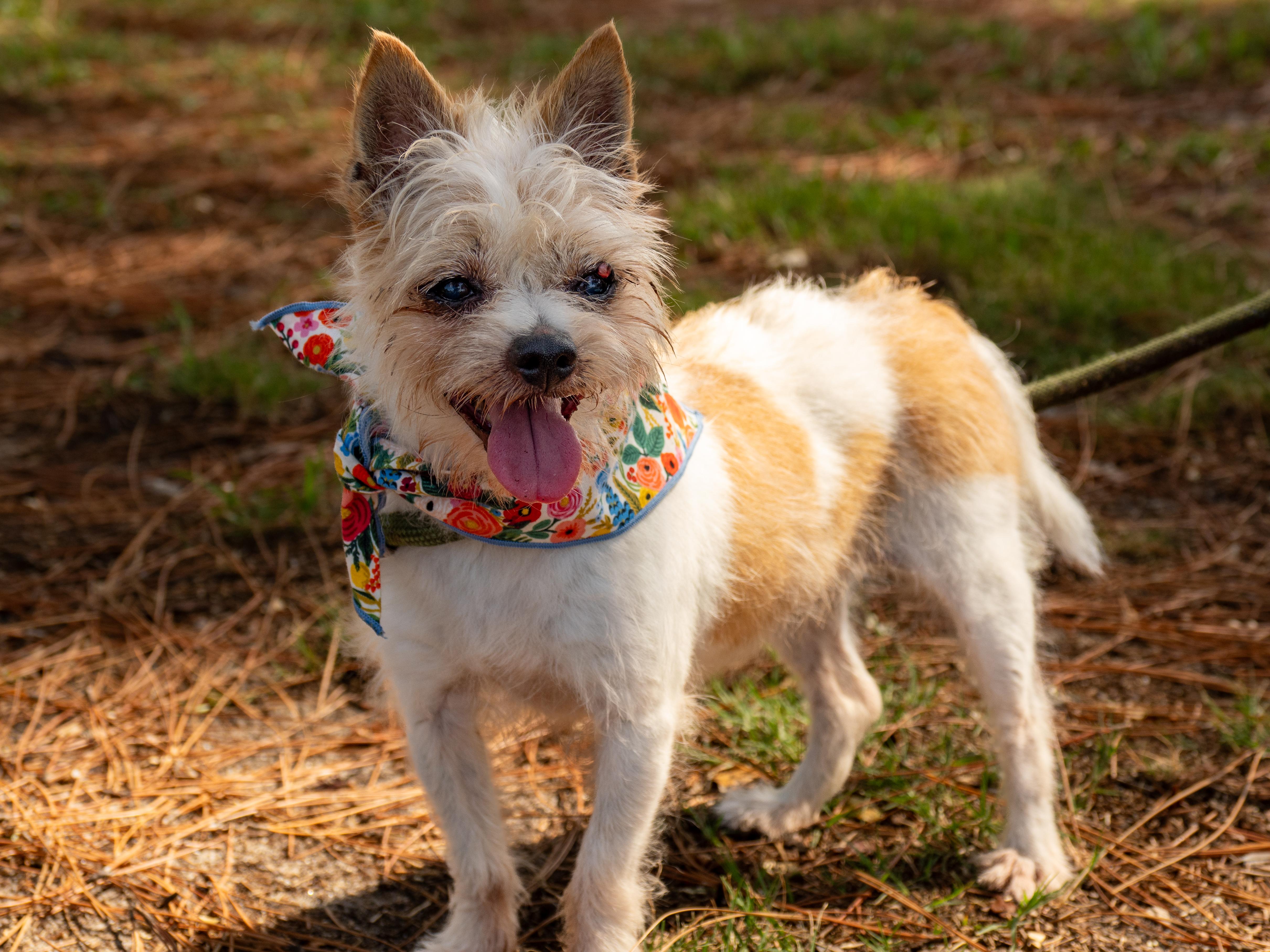 Peaches, adopted, Senior Female Mixed Breed.