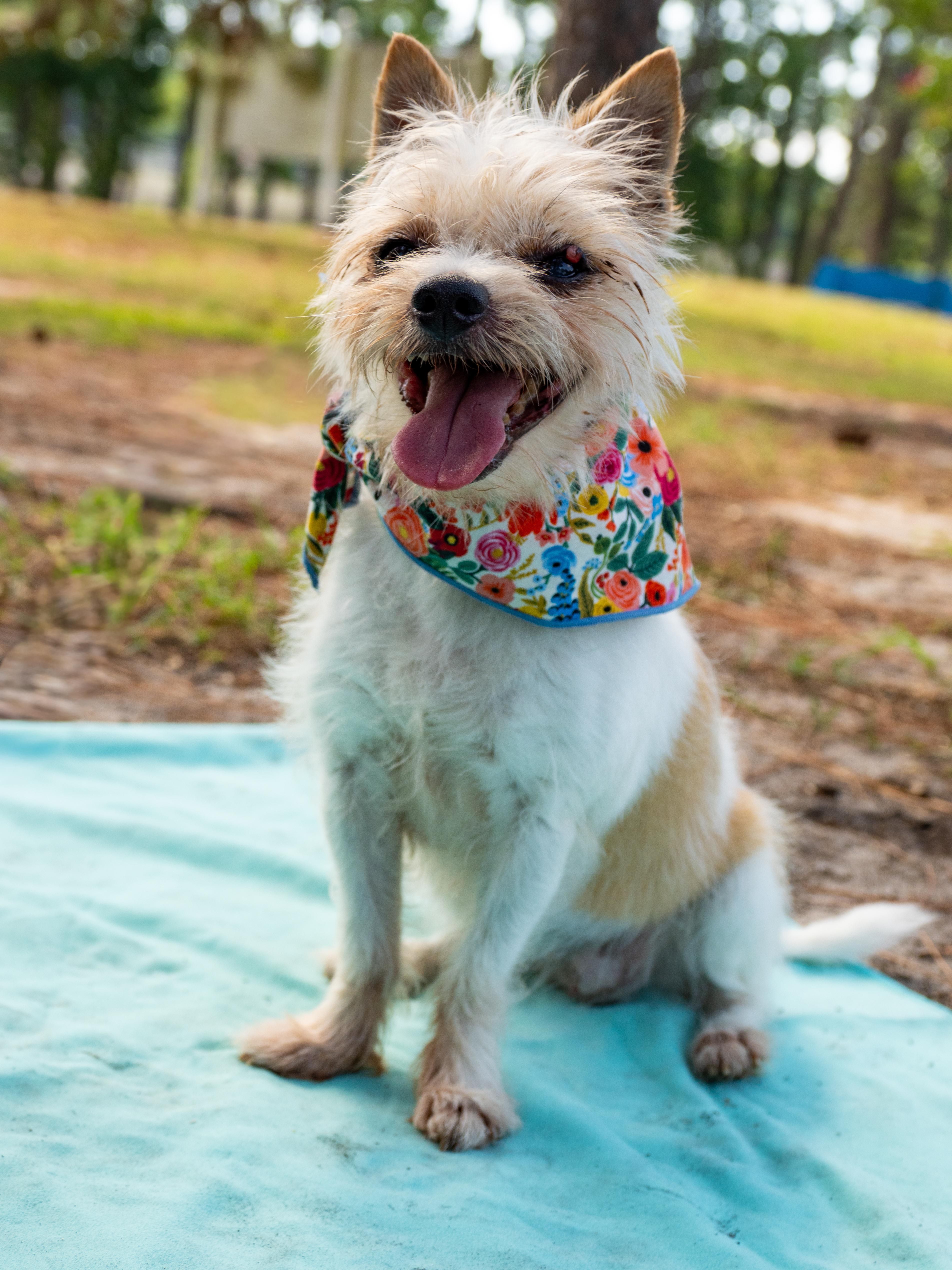 Peaches, an adopted Mixed Breed in Myrtle Beach, SC image 2/3