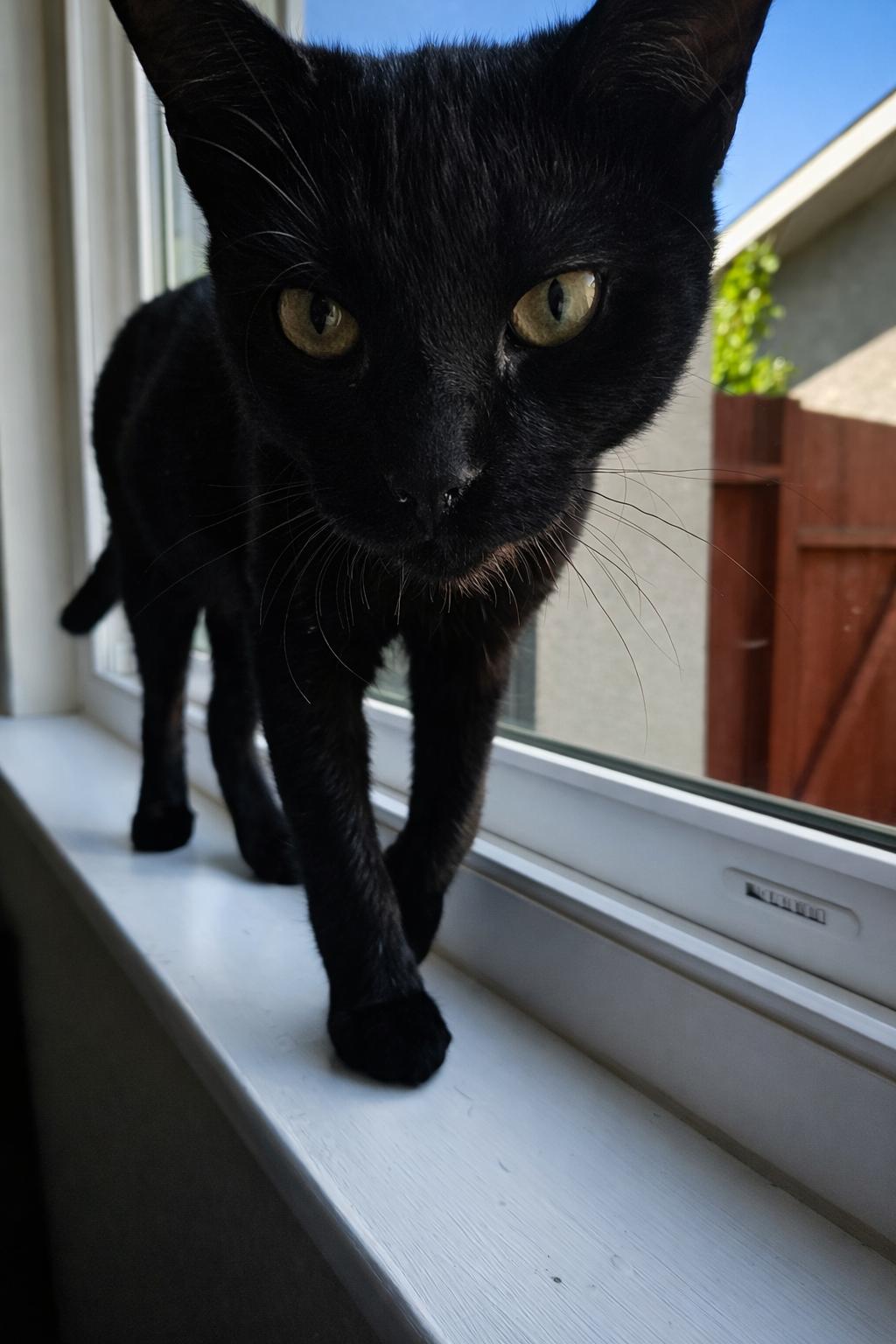 Enlarge Vinny D, a Adoptable Domestic Short Hair in Fresno, CA image 5/6