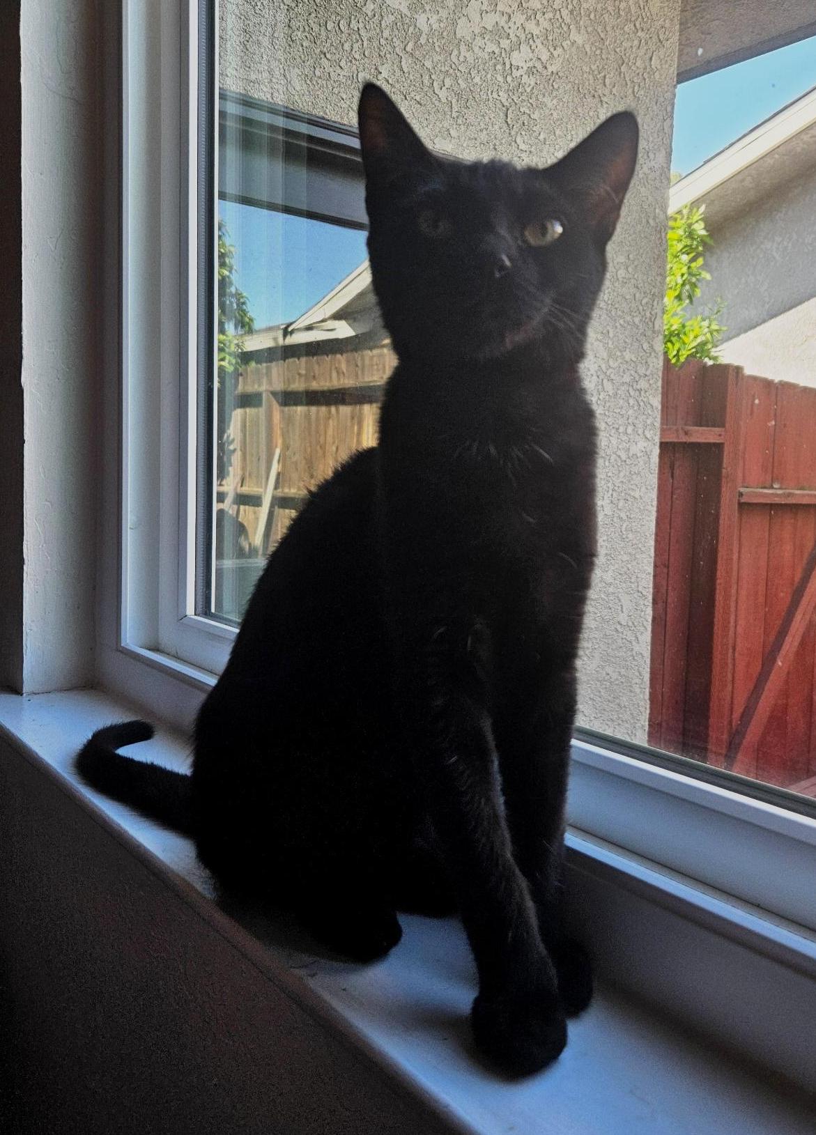 Enlarge Vinny D, a Adoptable Domestic Short Hair in Fresno, CA image 4/6