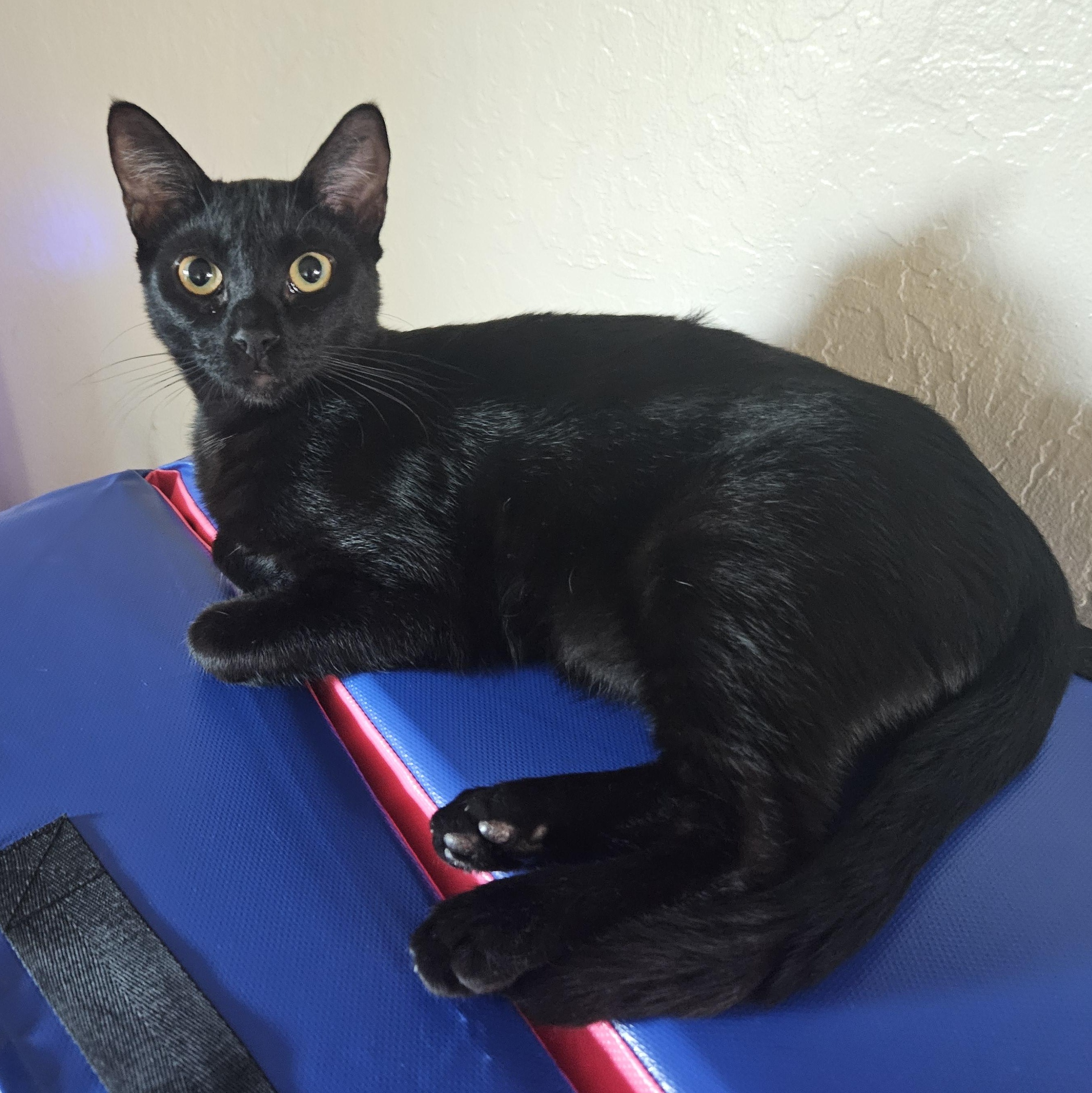 Enlarge Vinny D, a Adoptable Domestic Short Hair in Fresno, CA image 2/6