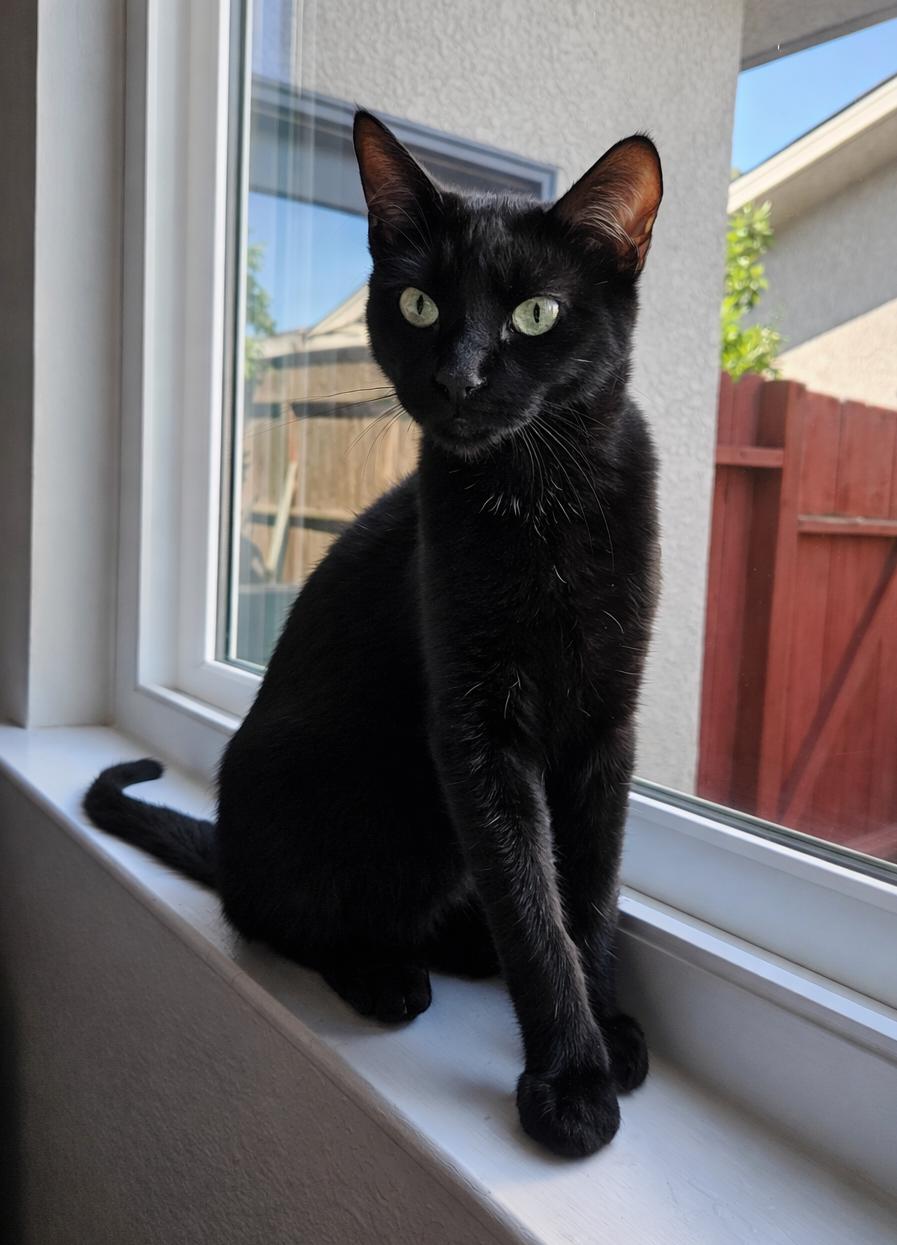 Enlarge Vinny D, a Adoptable Domestic Short Hair in Fresno, CA image 3/6