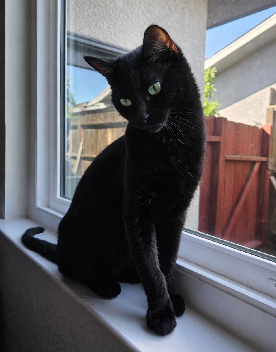 Enlarge Vinny D, a Adoptable Domestic Short Hair in Fresno, CA image 6/6