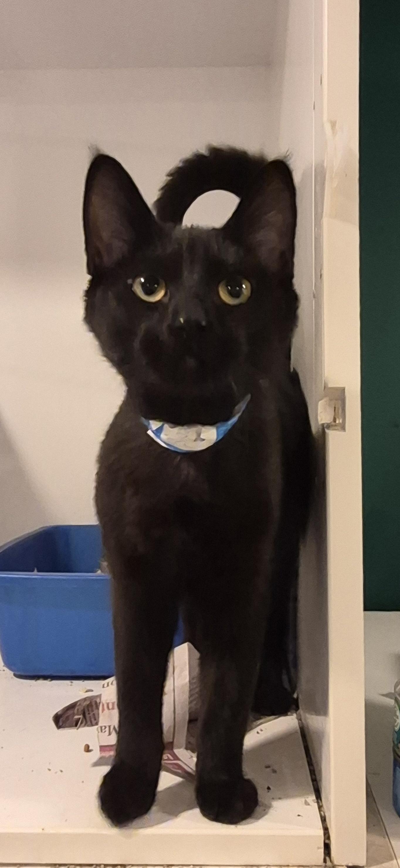 Hocus, Adoptable, Young Male Domestic Short Hair.