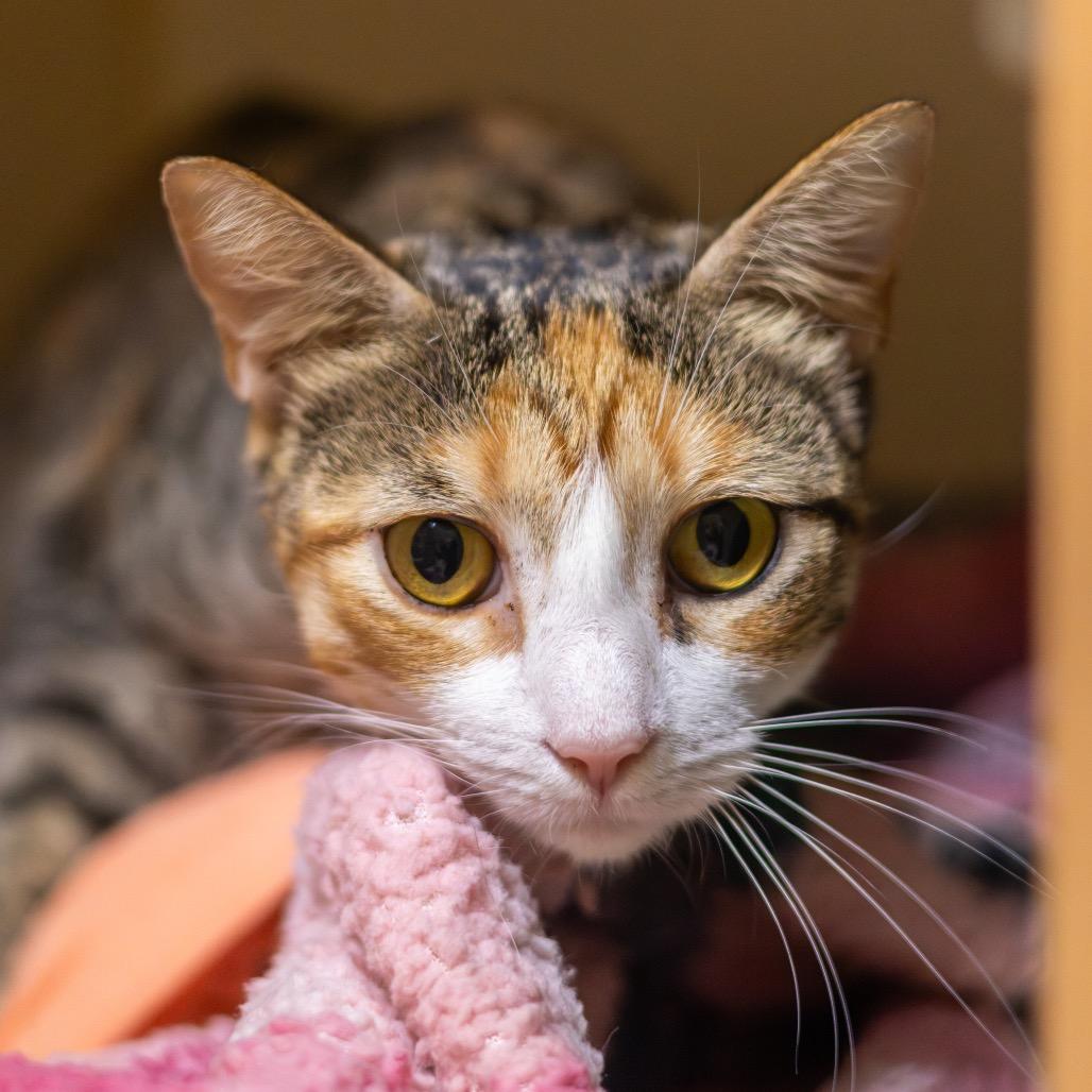 Banana Split, Adoptable, Young Female Domestic Short Hair.