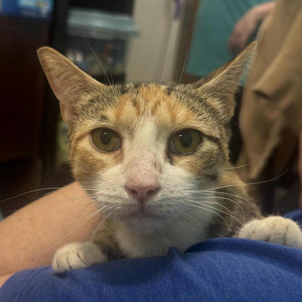 Enlarge Banana Split, a Adoptable Domestic Short Hair in Wilmington, DE image 2/5