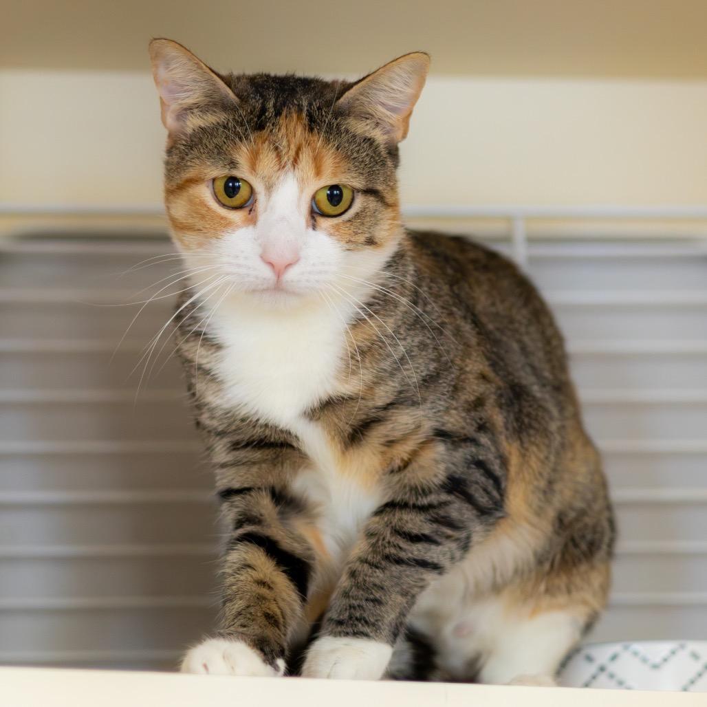 Enlarge Banana Split, a Adoptable Domestic Short Hair in Wilmington, DE image 3/5