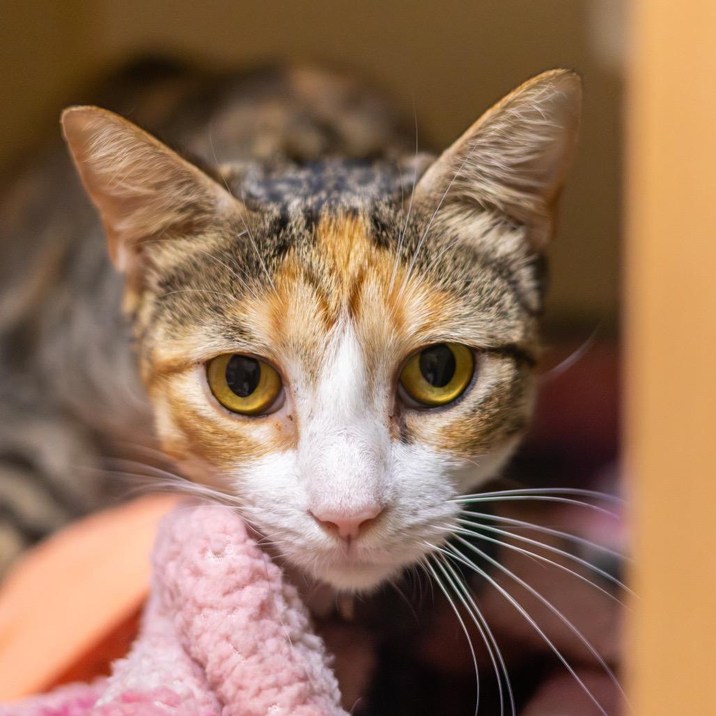 Enlarge Banana Split, a Adoptable Domestic Short Hair in Wilmington, DE image 4/5