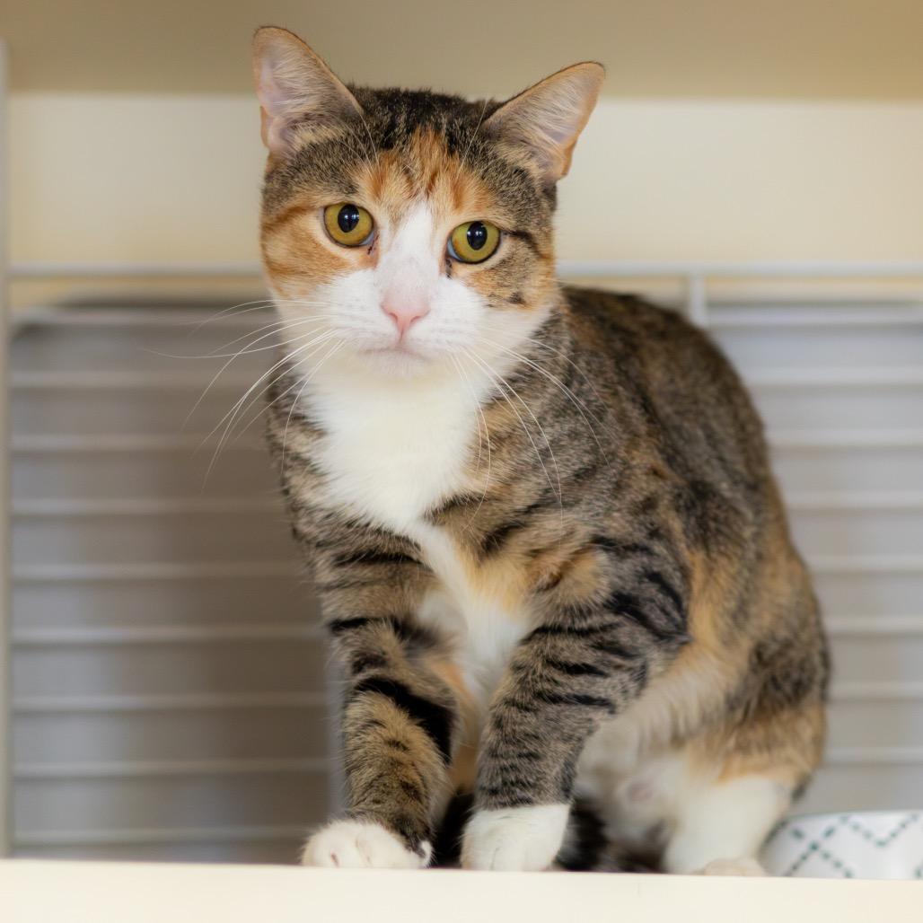 Enlarge Banana Split, a Adoptable Domestic Short Hair in Wilmington, DE image 5/5