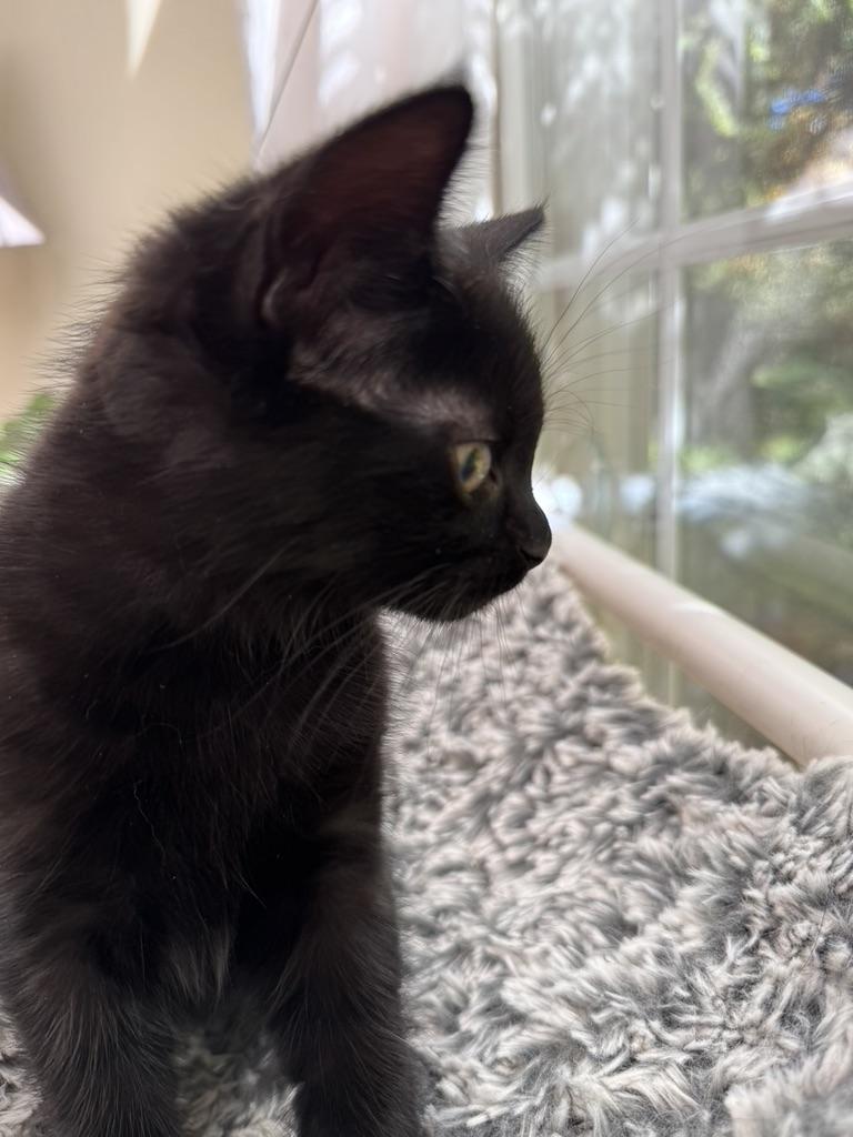 Enlarge SALEM, a Adoptable Domestic Short Hair in East Greenwich, RI image 2/6