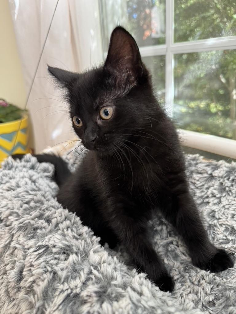 Enlarge SALEM, a Adoptable Domestic Short Hair in East Greenwich, RI image 3/6