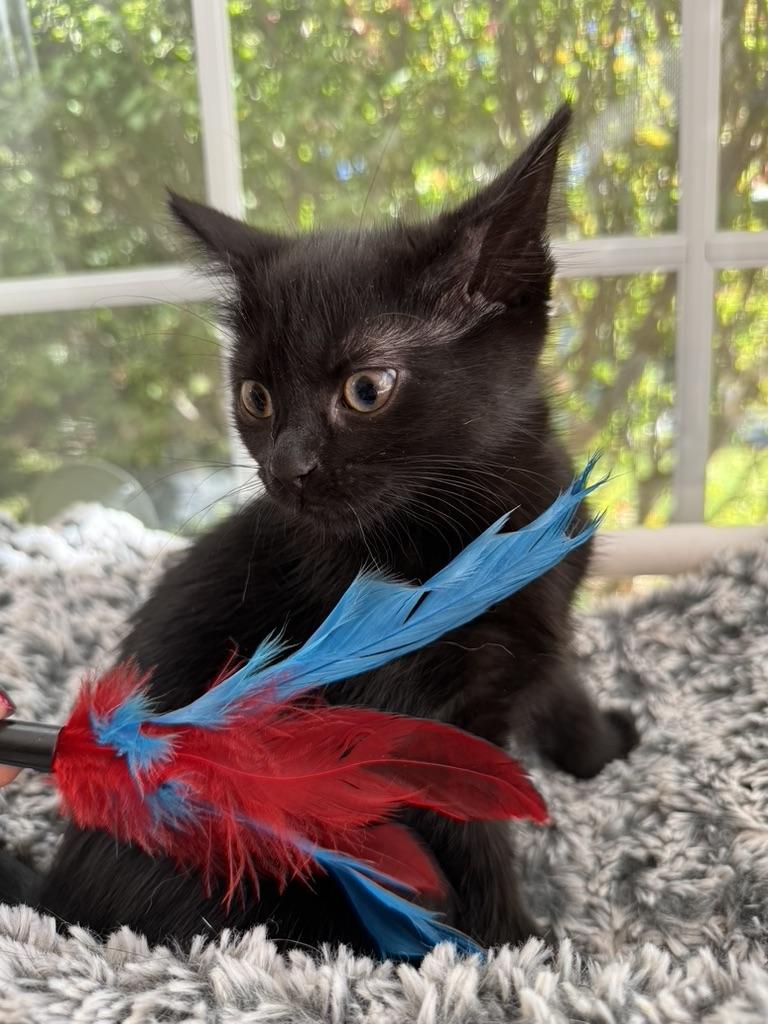 Enlarge SALEM, a Adoptable Domestic Short Hair in East Greenwich, RI image 4/6