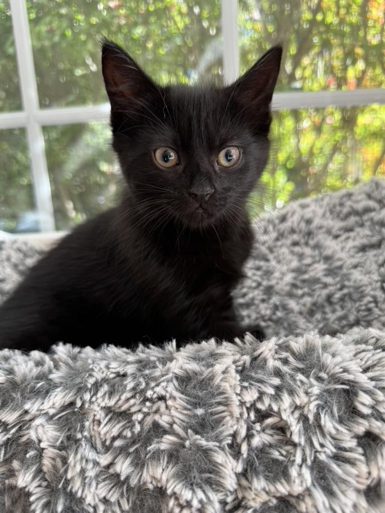 Enlarge SALEM, a Adoptable Domestic Short Hair in East Greenwich, RI image 5/6