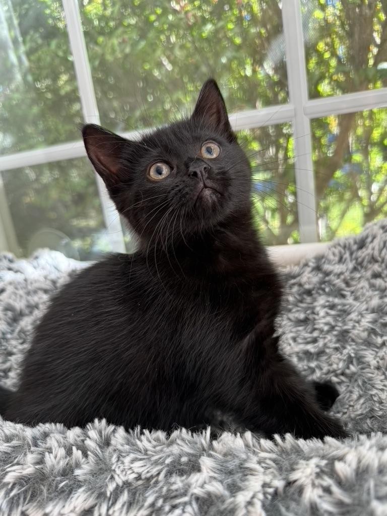 SALEM, Adoptable, Kitten Female Domestic Short Hair.