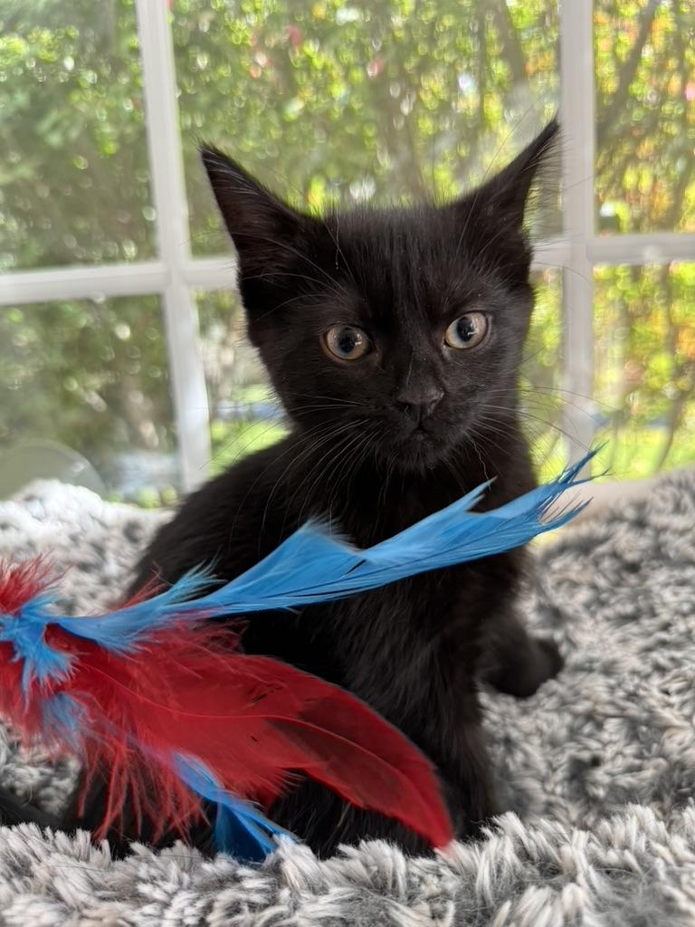 Enlarge SALEM, a Adoptable Domestic Short Hair in East Greenwich, RI image 6/6