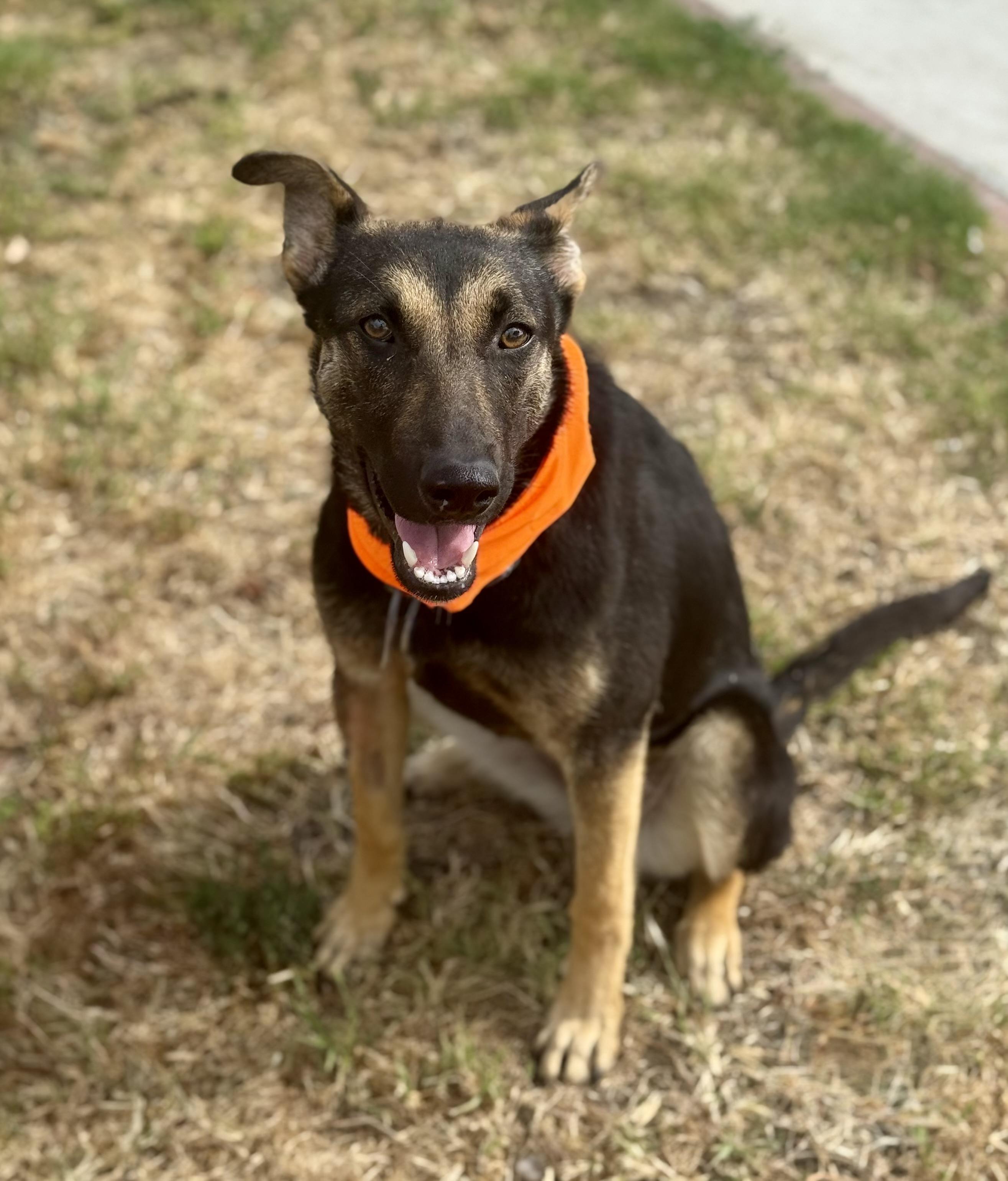 AUGIE