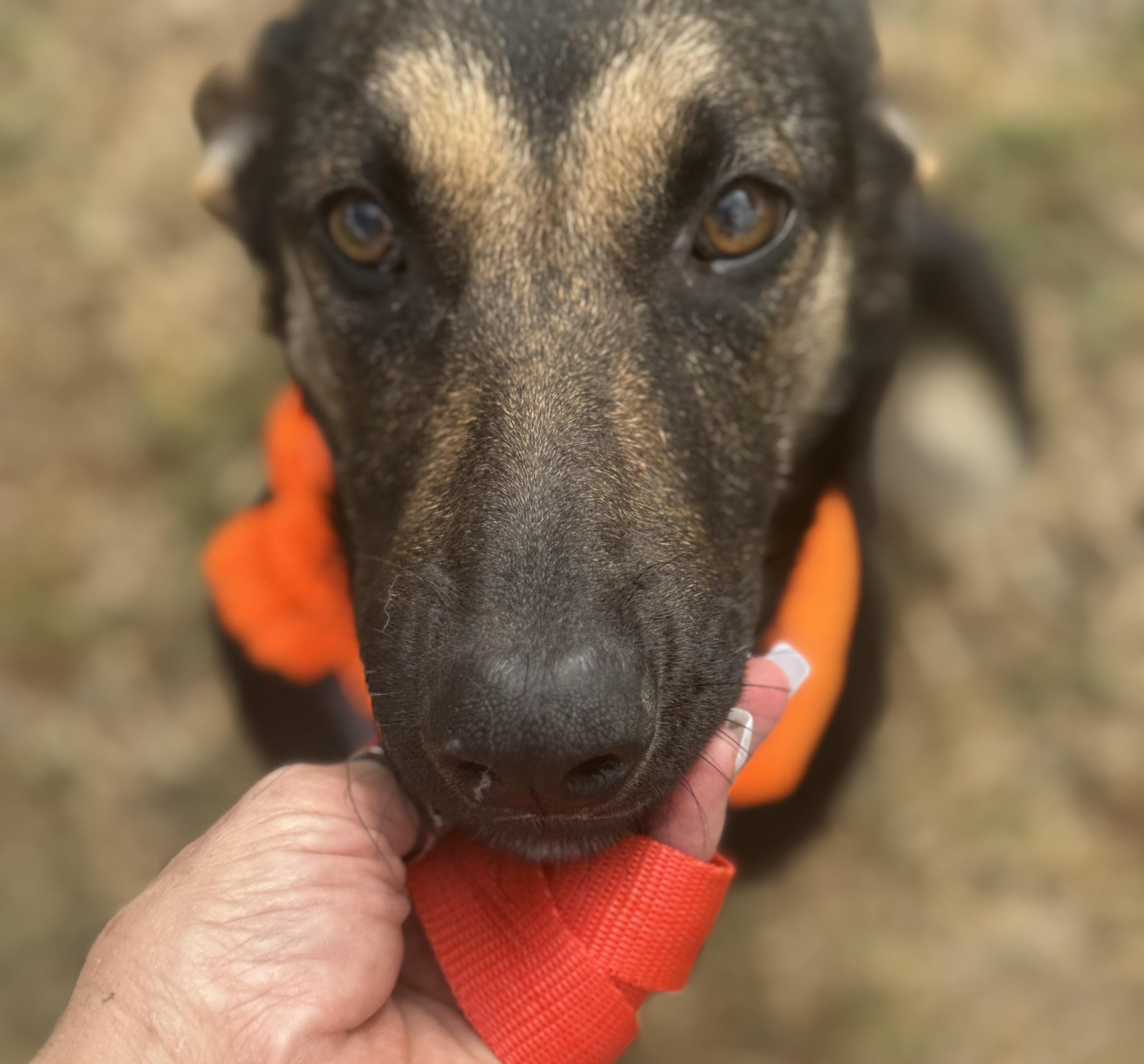 AUGIE