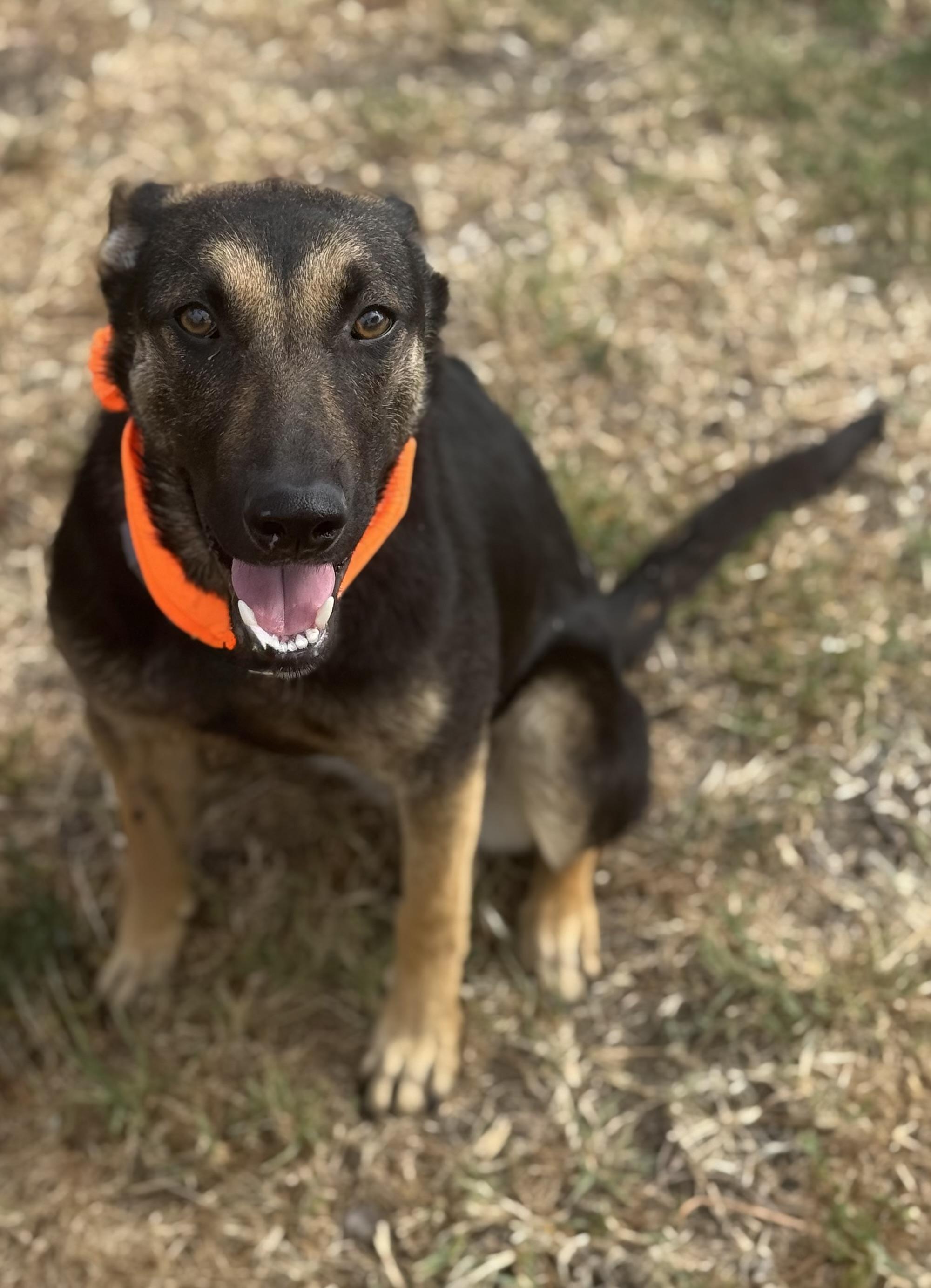 AUGIE