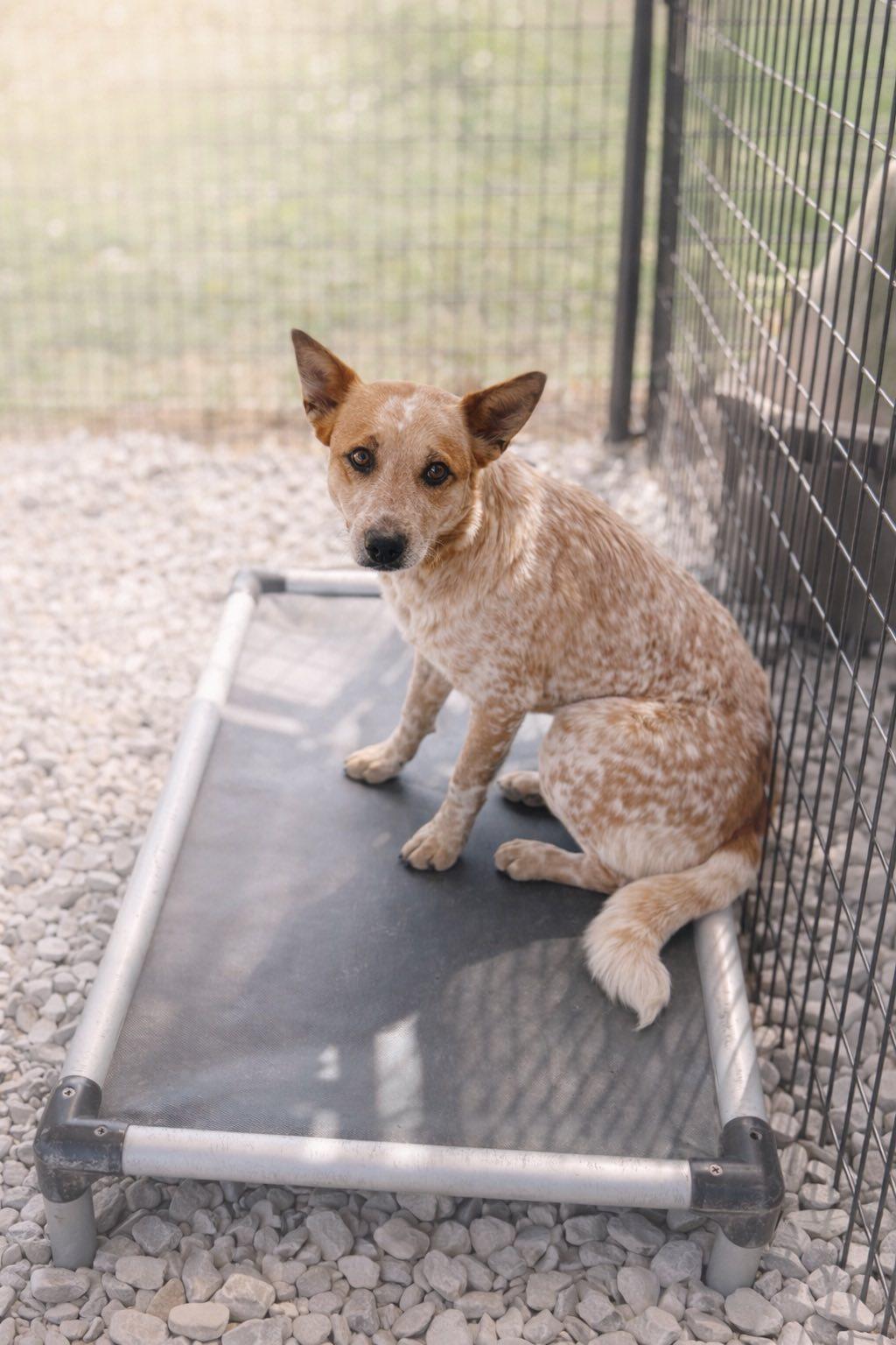 Enlarge Moana , a ADOPTABLE Australian Cattle Dog / Blue Heeler in New Roads, LA image 1/2