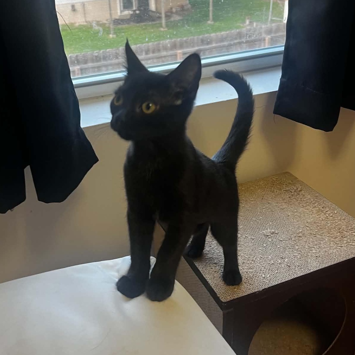 Enlarge Spot, a ADOPTABLE Domestic Short Hair in Sewell, NJ image 1/1