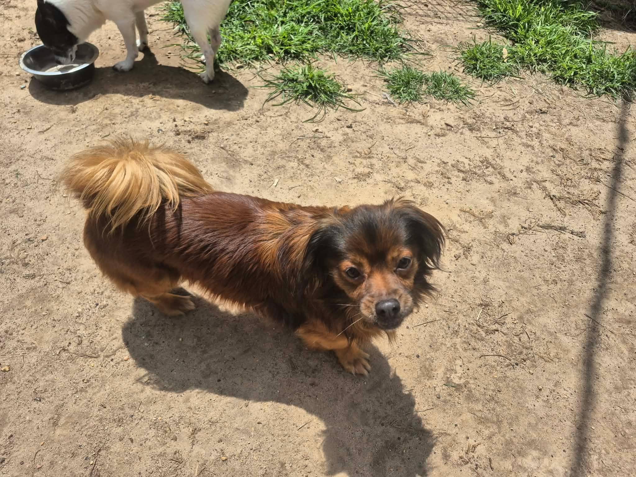 Giovanni, a Adoptable mixed breed in metairie, LA image 4/5