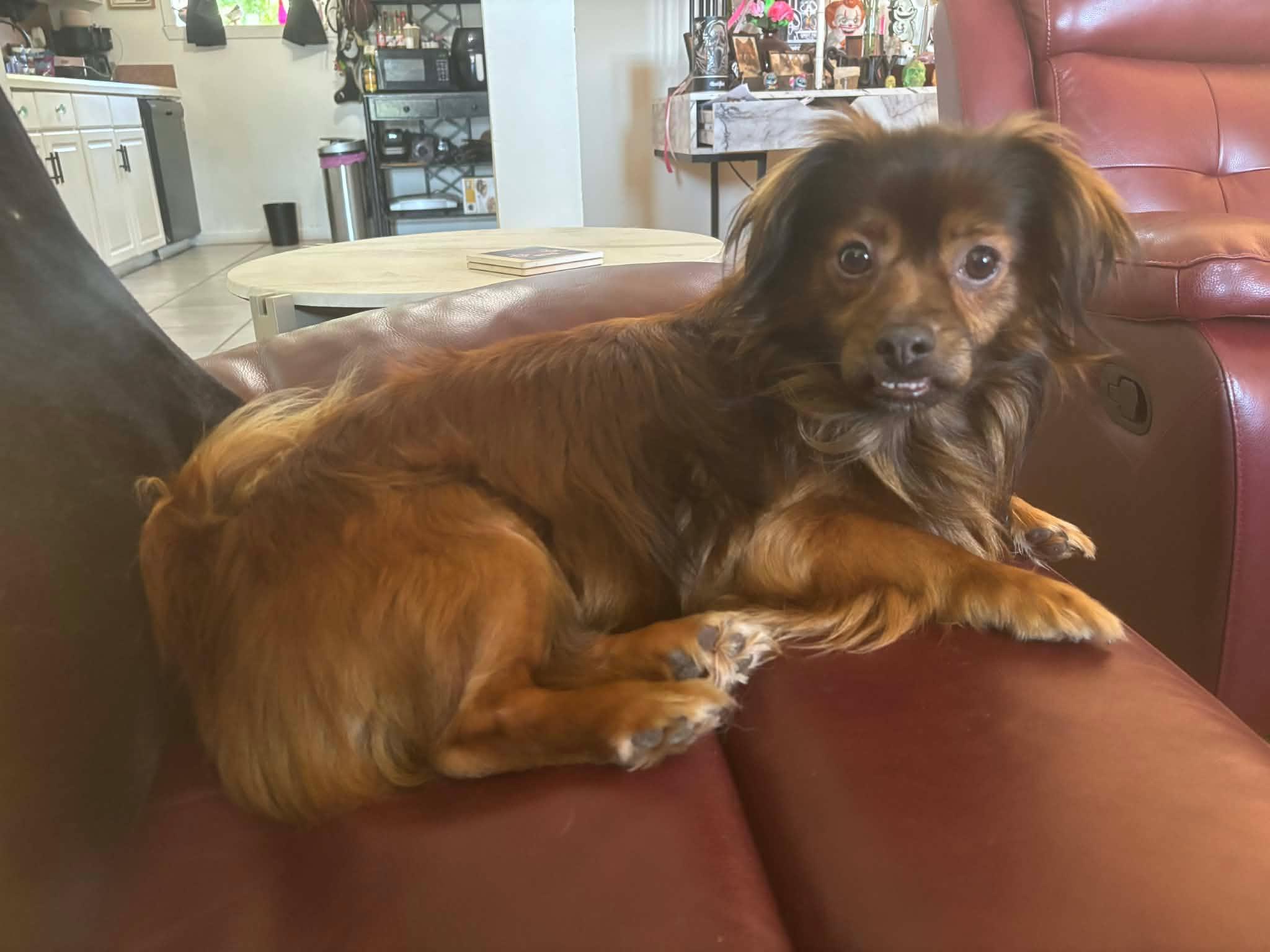 Giovanni, a Adoptable mixed breed in metairie, LA image 1/5