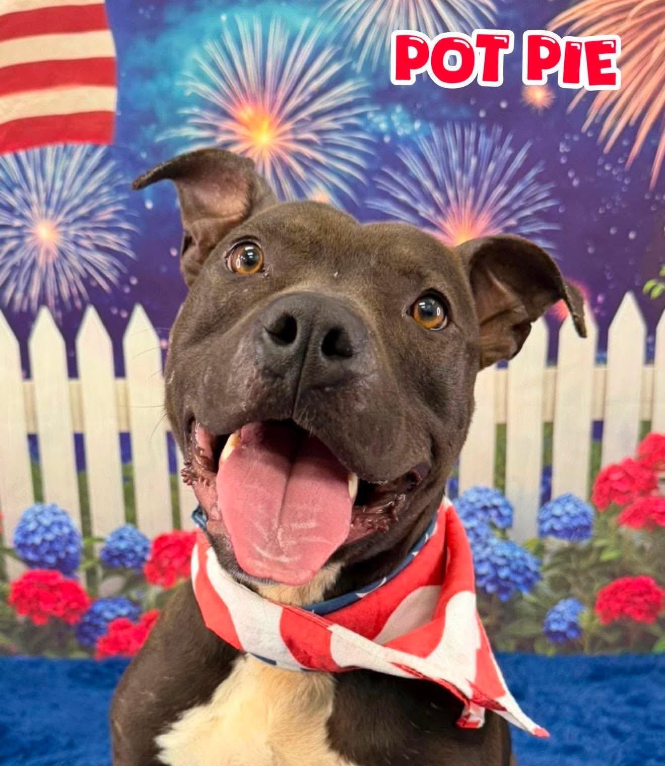 Enlarge Pot Pie, a ADOPTABLE Mixed Breed in Flint, MI image 1/1