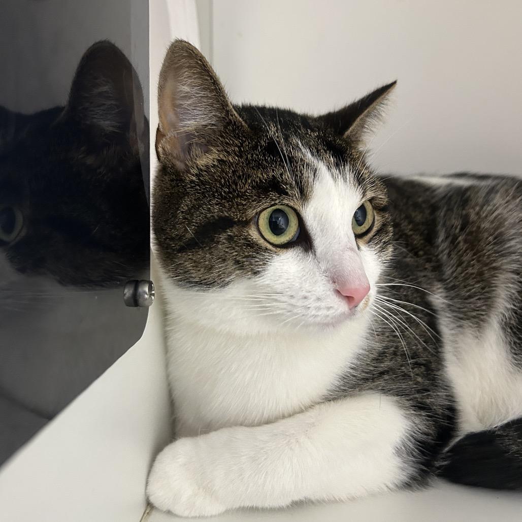 Belle, Adoptable, Adult Female Domestic Short Hair.