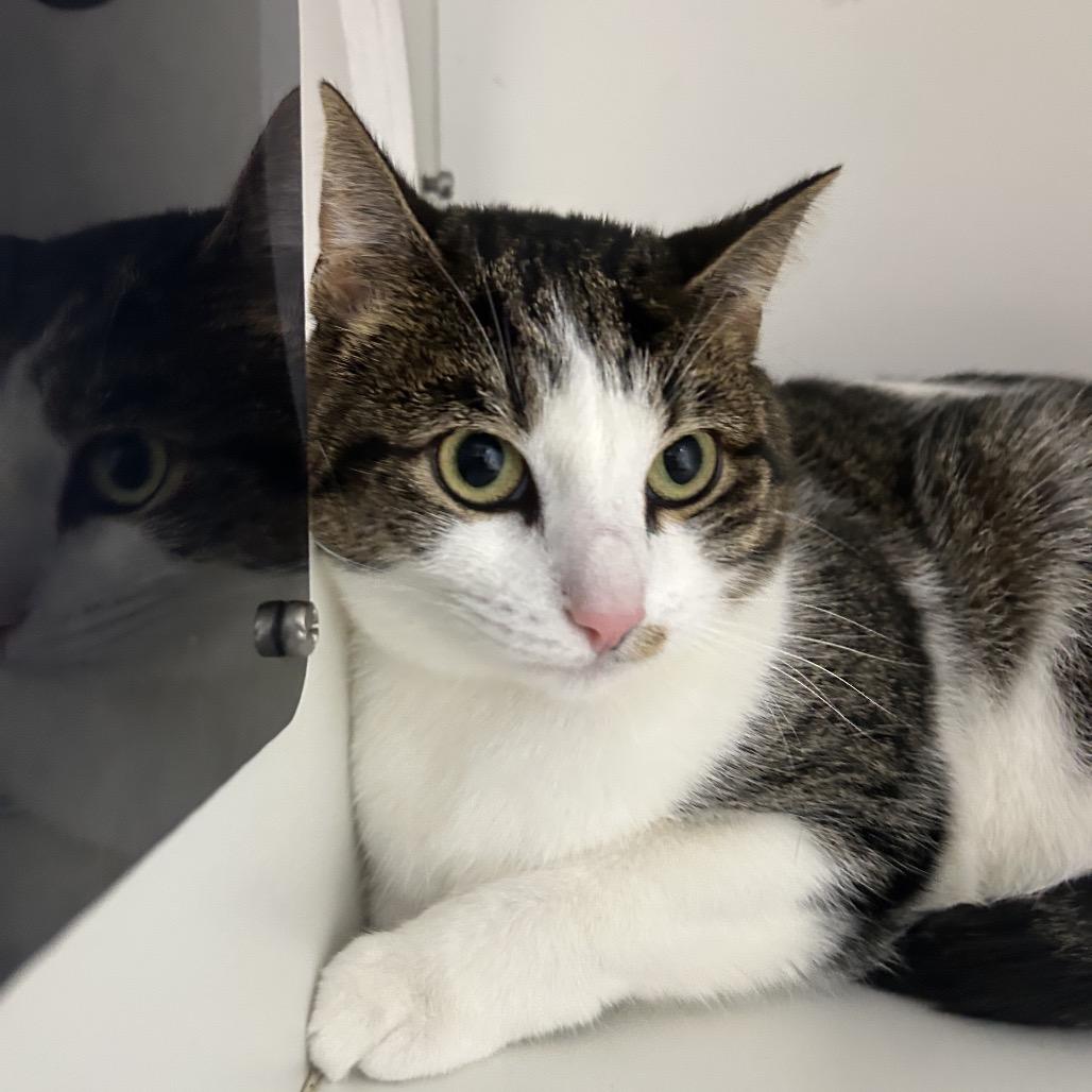 Enlarge Belle, a Adoptable Domestic Short Hair in Uniontown, PA image 2/2