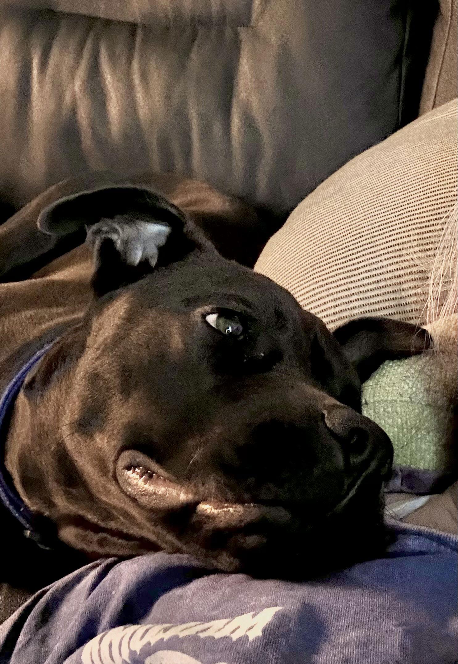 ANNIE — thumbnail 3