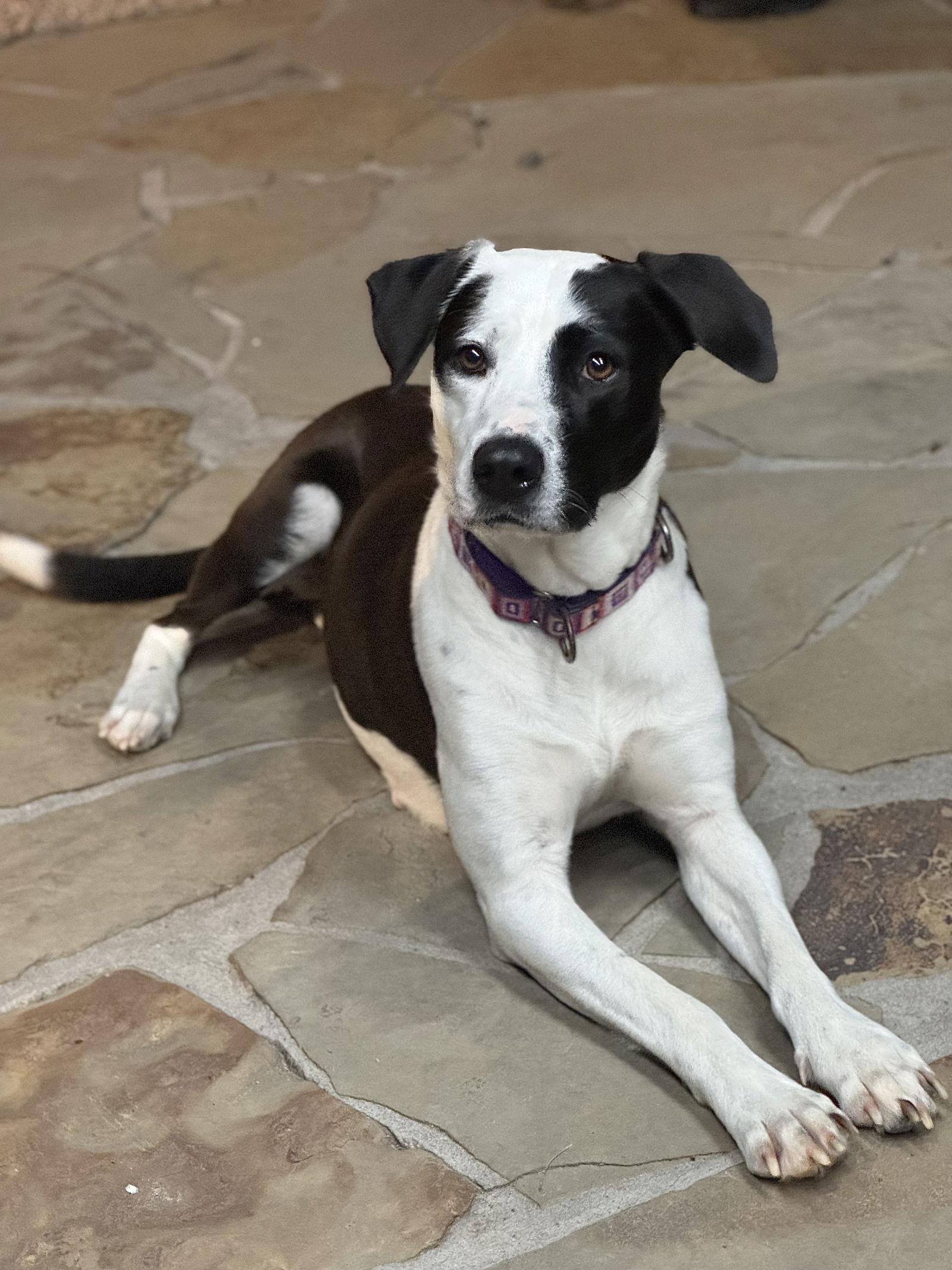 Enlarge Chloe, a Adoptable Labrador Retriever in The Woodlands, TX image 1/3