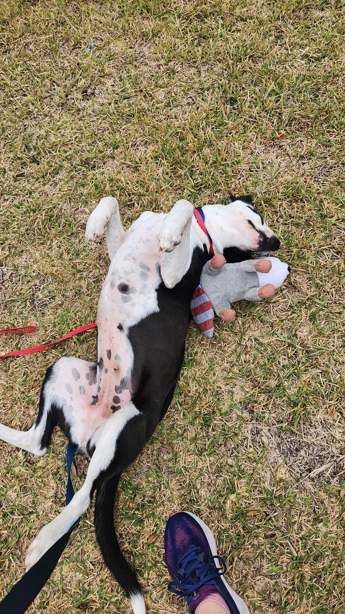 Enlarge Chloe, a Adoptable Labrador Retriever in The Woodlands, TX image 3/3