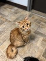 Enlarge HeiHei, a ADOPTABLE Domestic Long Hair in Dodgeville, WI image 1/2