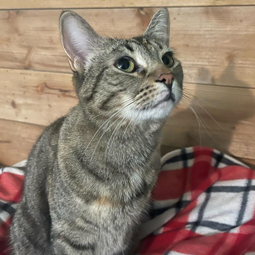 Enlarge Tabby, a Adoptable Tabby in Temecula, CA image 1/1