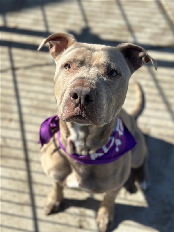 Uncle Grandpa, Adoptable, Adult Male Pit Bull Terrier.