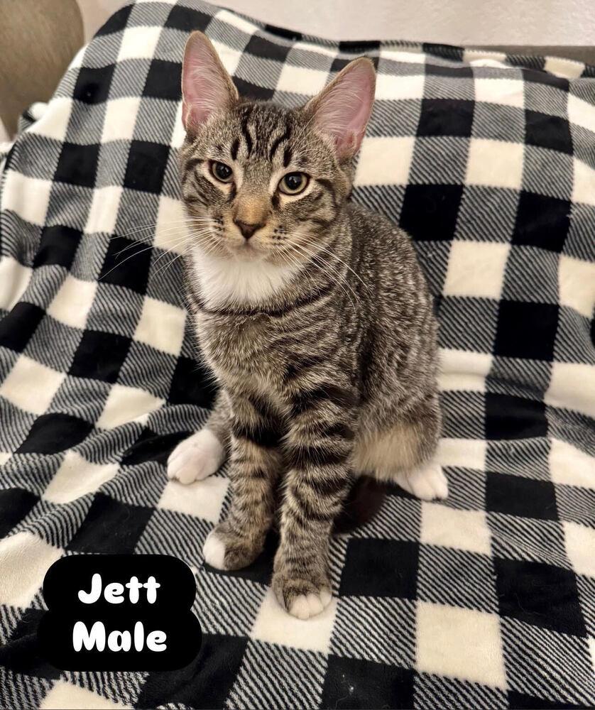 Jett, Adoptable, Kitten Male Domestic Short Hair.