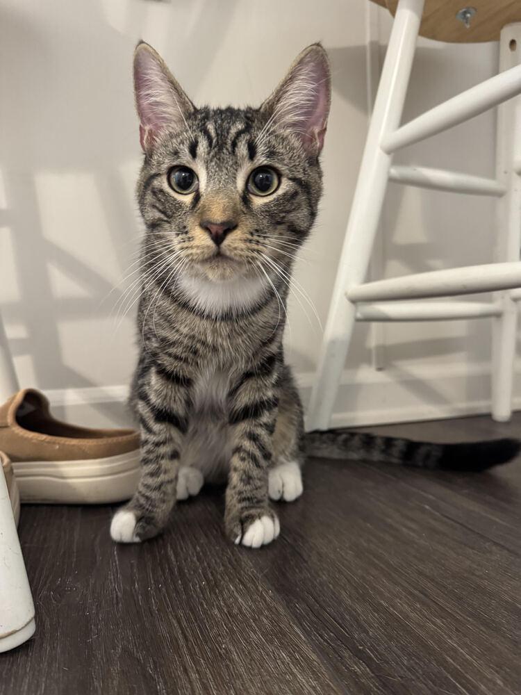 Enlarge Jett, a Adoptable Domestic Short Hair in Lancaster, CA image 2/4