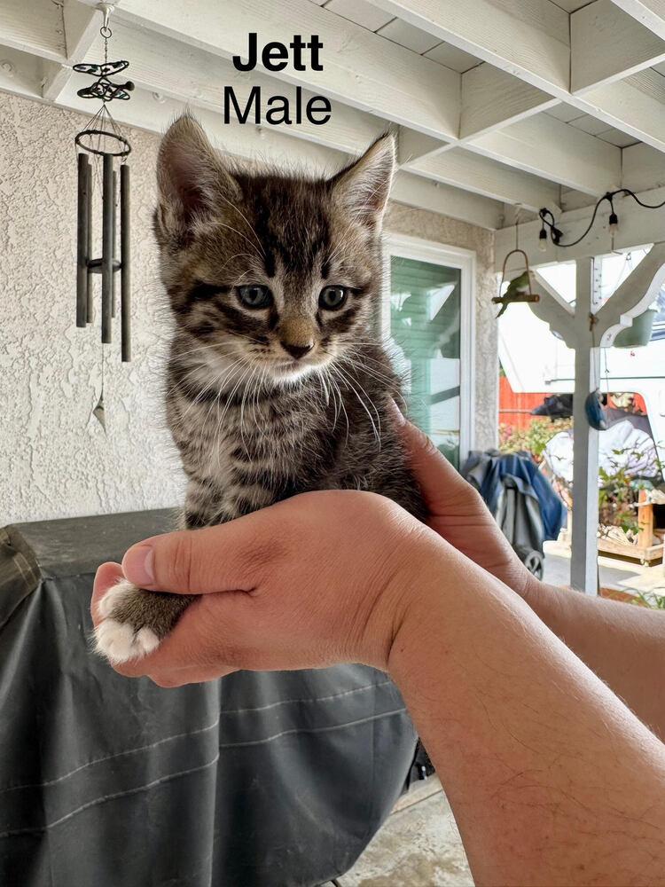 Jett, a Adoptable Domestic Short Hair in Lancaster, CA image 2/3