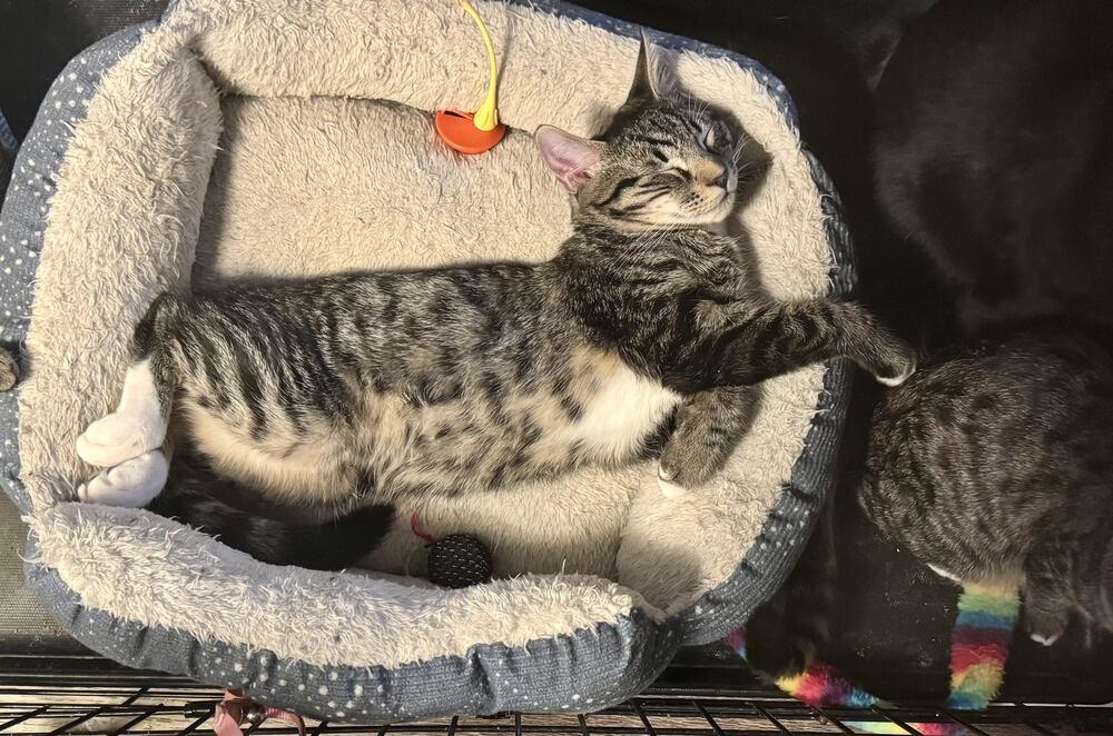 Jett, a Adoptable Domestic Short Hair in Lancaster, CA image 3/3