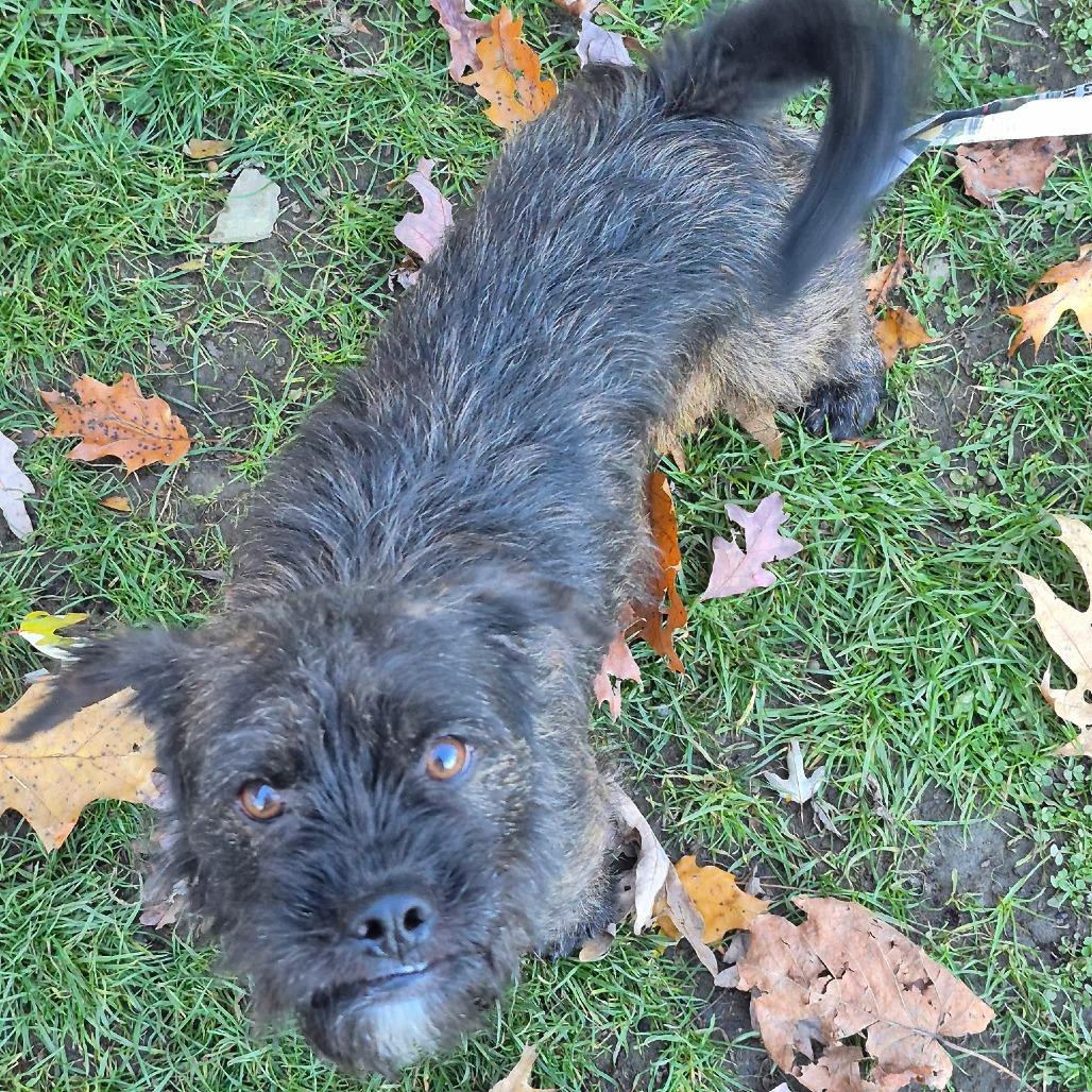 Enlarge Pidge, a Adoptable mixed breed in Kittanning, PA image 1/4