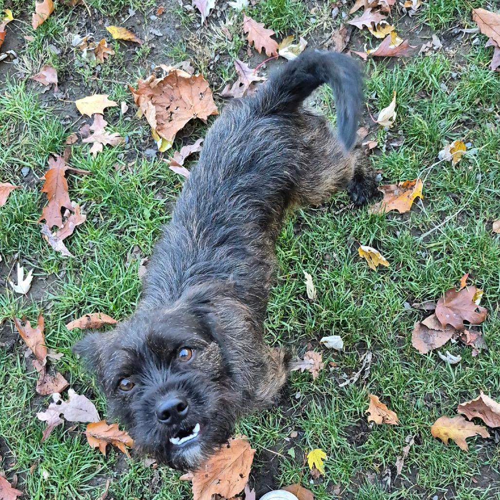 Enlarge Pidge, a Adoptable mixed breed in Kittanning, PA image 2/4