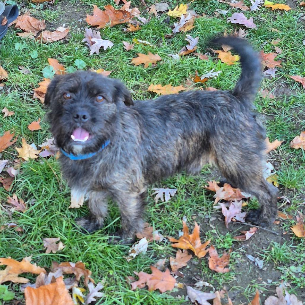 Enlarge Pidge, a Adoptable mixed breed in Kittanning, PA image 3/4
