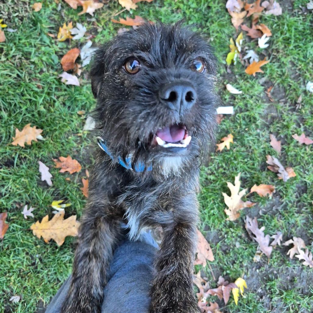 Enlarge Pidge, a Adoptable mixed breed in Kittanning, PA image 4/4